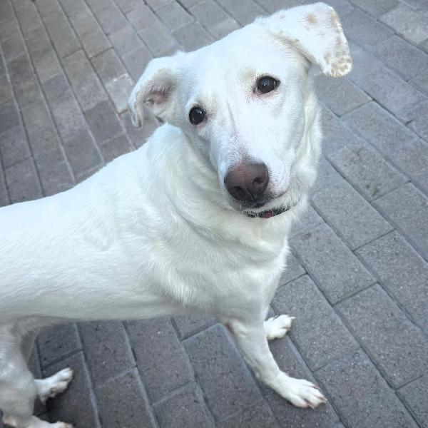 GENNA CAGNOLINA CANDIDA Foto 9